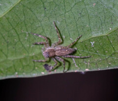 Spartaeinae