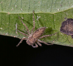 Spartaeinae