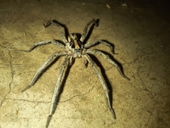 Lycosinae