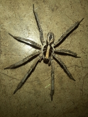 Lycosinae