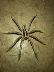 Lycosinae