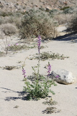 Lupinus arizonicus