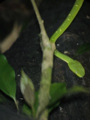 Bothriechis lateralis