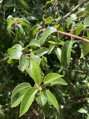 Aristotelia chilensis