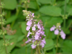 Stachys drummondii
