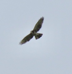 Buteo albigula
