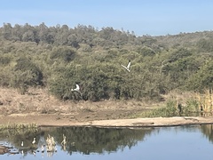 Balearica regulorum