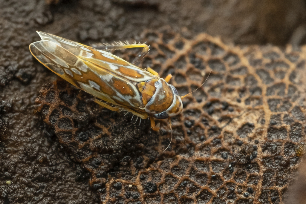 Diomma pulchra