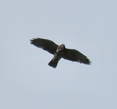 Buteo albigula
