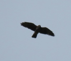 Buteo albigula
