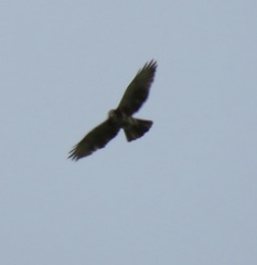 Buteo albigula