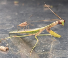 Parastagmatoptera