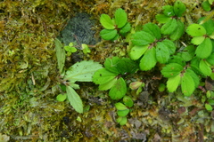 Elatostema strigillosum