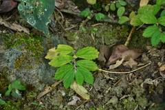 Elatostema strigillosum