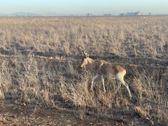 Alcelaphus buselaphus cokii