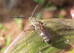 Phalerimeris phalerata