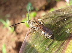 Phalerimeris phalerata