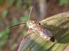 Phalerimeris phalerata