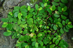 Elatostema strigillosum