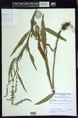 Rumex triangulivalvis