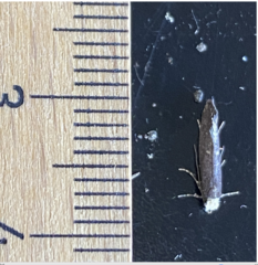 Tinea niveocapitella