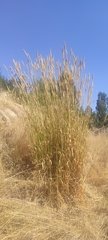 Phalaris aquatica