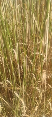 Phalaris aquatica