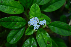 Trigonotis formosana