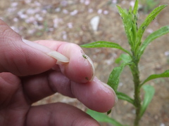 Uroleucon erigeronense