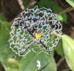 Argiope submaronica