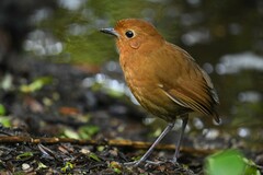 Grallaria saturata