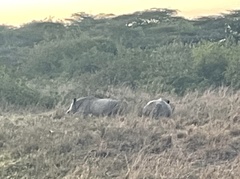 Ceratotherium simum