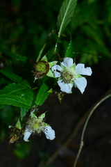 Rubus cardotii