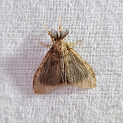 Lymantriinae