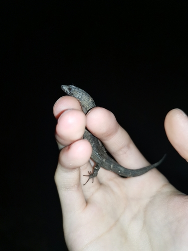 Chinese Water Skink