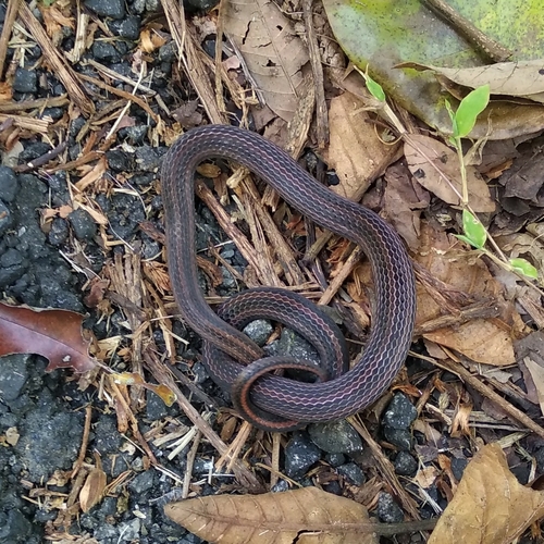 Shorthead Kukri Snake