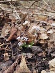 Erigenia bulbosa