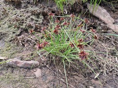 Cyperus semitrifidus