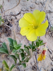 Oenothera drummondii