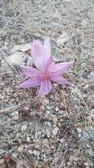 Colchicum bivonae