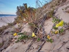 Oenothera drummondii