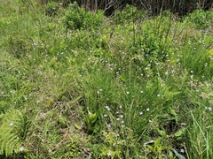 Wahlenbergia grandiflora