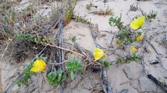 Oenothera drummondii