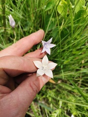 Wahlenbergia grandiflora