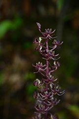 Liparis formosana