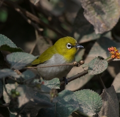 Zosterops palpebrosus