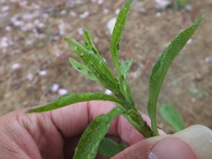 Uroleucon erigeronense