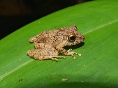 Pristimantis cerasinus