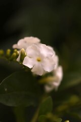 Boraginaceae