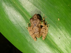 Pristimantis cerasinus